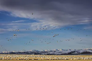 Images Dated 25th March 2018: Snow geese feeding in barley field stubble near Freezeout Lake Wildlife Management