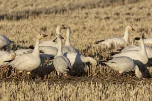 Snow geese feeding in barley field stubble near Freezeout Lake Wildlife Management