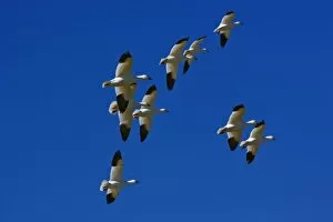 Snow Geese in flight, Anser Caerulescens, Bosque Del Apache National Wildlife Refuge