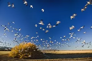 Images Dated 17th November 2006: Snow Geese in flight, Anser Caerulescens, Bosque Del Apache National Wildlife Refuge
