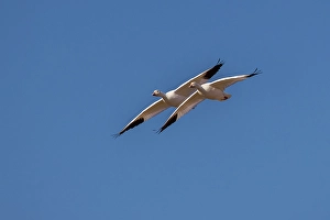 Marsh Prints: Snow geese in flight. Bosque del Apache National Wildlife Refuge, New Mexico