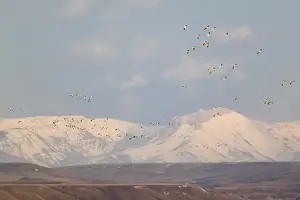 Migrate Prints: Snow geese in flight from Freezeout Lake NWR in Montana at dawn with Rocky Mountain