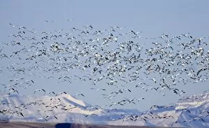 Images Dated 30th March 2007: Snow geese take flight at Freezeout Lake NWR on the Rocky Mountain Front of Montana