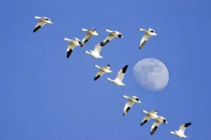 Freezeout Lake Prints: Snow geese take flight at Freezeout Lake NWR on the Rocky Mountain Front of Montana near Fairfield