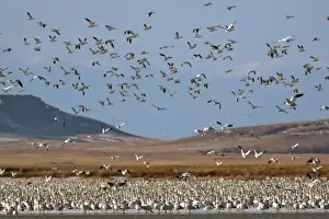 Freezeout Lake Prints: Snow geese in flight during spring migration along the Rocky Mountain Front at Freezeout
