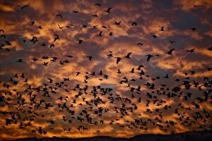 Snow Geese in flight at sunrise, Anser Caerulescens, Bosque Del Apache National Wildlife Refuge
