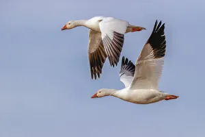 Waterfowl Prints: Snow geese flying. Bosque del Apache National Wildlife Refuge, New Mexico