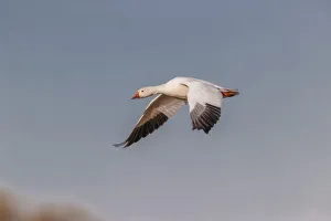 Snow geese flying. Bosque del Apache National Wildlife Refuge, New Mexico