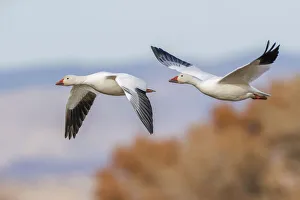 Snow geese flying. Bosque del Apache National Wildlife Refuge, New Mexico