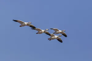 Snow geese flying. Bosque del Apache National Wildlife Refuge, New Mexico