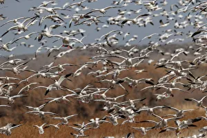 Snow geese flying. Bosque del Apache National Wildlife Refuge, New Mexico