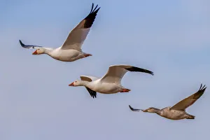 Snow geese flying. Bosque del Apache National Wildlife Refuge, New Mexico