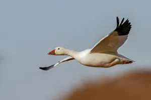 Snow geese flying. Bosque del Apache National Wildlife Refuge, New Mexico