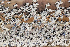 Snow geese flying. Bosque del Apache National Wildlife Refuge, New Mexico