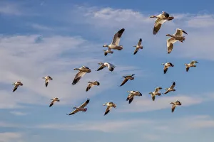 Snow geese flying. Bosque del Apache National Wildlife Refuge, New Mexico