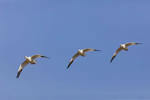 Snow geese flying. Bosque del Apache National Wildlife Refuge, New Mexico