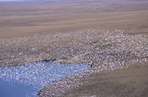Images Dated 26th October 2009: Snow Geese flying in formation over the Arctic National Wildlife Refuge, Alaska