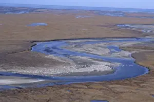 Images Dated 26th October 2009: Snow geese flying in formation over the Arctic National Wildlife Refuge, AK