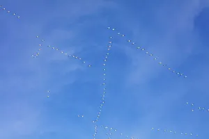 Freezeout Lake Prints: Snow geese flying at Freezeout Lake Wildlife Management Area near Choteau, Montana, USA