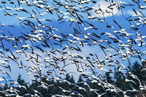 Skagit County Prints: Snow geese flying, Skagit Valley, Washington State