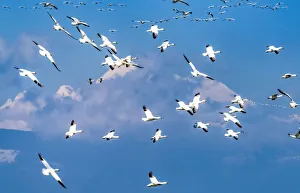 Snow geese flying, Skagit Valley, Washington State