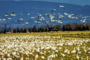 Images Dated 10th November 2020: Snow geese flying, Skagit Valley, Washington State