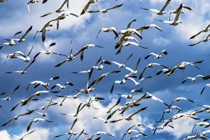 Images Dated 10th November 2020: Snow geese flying, Skagit Valley, Washington State