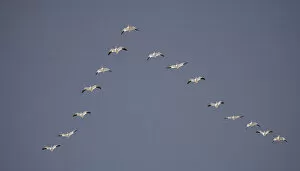 Snow geese flying in vee formation. Credit as: Arthur Morris / Jaynes Gallery / Danita Delimont
