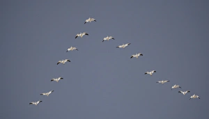 Snow geese flying in vee formation. Credit as: Arthur Morris / Jaynes Gallery / Danita Snow geese flying in vee formation. Credit as: Arthur Morris / Jaynes Gallery / Danita