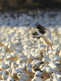 Gregarious Prints: Snow geese landing in corn fields, Chen caerulecens, Bosque del Apache NWR, New Mexico