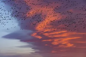 Images Dated 2021 April: Snow geese lift off with dramatic lenticular cloud sunrise sky during spring migration