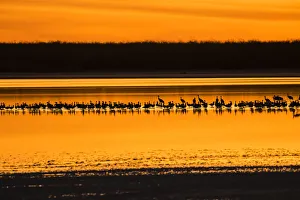 Safety Prints: Snow Geese and Sandhill Cranes at the roost
