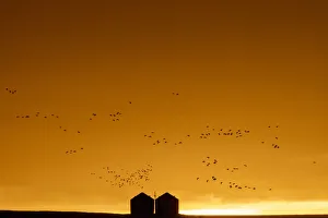 Images Dated 2021 April: Snow geese silhouetted against dramatic sunrise sky during spring migration at Freezeout
