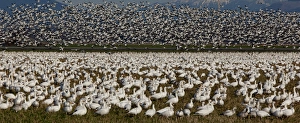 Creature Prints: Snow geese, Skagit Valley, Washington, USA