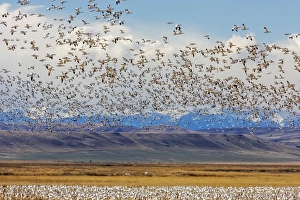 Images Dated 1st April 2015: Snow geese during spring migration at Freezeout Lake WMA, Montana, USA