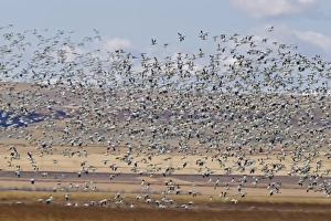Freezeout Lake Prints: Snow geese during spring migration at Freezeout Lake WMA, Montana, USA