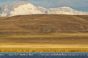 Images Dated 27th March 2012: Snow geese during spring migration at Freezeout Lake WMA, Montana, USA