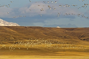 Images Dated 27th March 2012: Snow geese during spring migration at Freezeout Lake WMA, Montana, USA