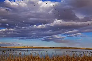 Snow geese during spring migration at Freezeout Lake WMA near Choteau, Montana, USA