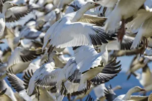 Snow geese taking off, Skagit Valley, Washington State