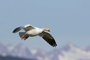 Ken Archer Prints: Snow Goose Alighting over Mountains