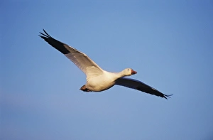 Fresh Water Prints: Snow Goose, Chen caerulescens, adult in flight, Bosque del Apache National Wildlife Refuge