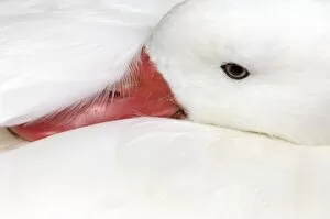 Snow Goose (Chen caerulescens), captive in Slimbridge Wildfowl and Wetlands Trust