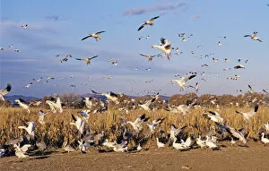 Images Dated 19th October 2007: Snow Goose, Chen caerulescens, in flight, Bosque del Apache National Wildlife Refuge