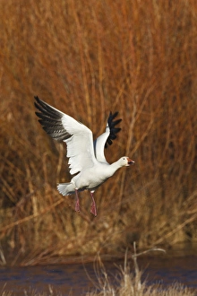 Images Dated 2nd December 2009: Snow Goose (Chen caerulescens) in flight