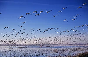 Snow Goose, Chen caerulescens, flock in flight, Bosque del Apache National Wildlife Refuge