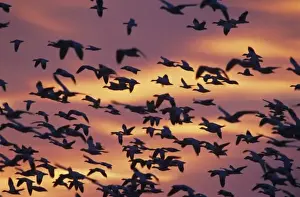 Images Dated 12th February 2010: Snow Goose, Chen caerulescens, flock in flight at sunrise, Bosque del Apache National