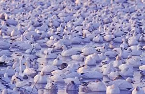 Images Dated 19th October 2007: Snow Goose, Chen caerulescens, flock resting, Bosque del Apache National Wildlife Refuge