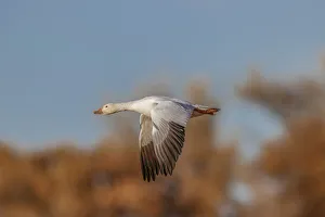 Migrating Prints: Snow goose flying. Bosque del Apache National Wildlife Refuge, New Mexico