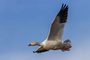 Migrating Prints: Snow goose flying. Bosque del Apache National Wildlife Refuge, New Mexico